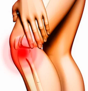 The anatomical structure of the knee joint