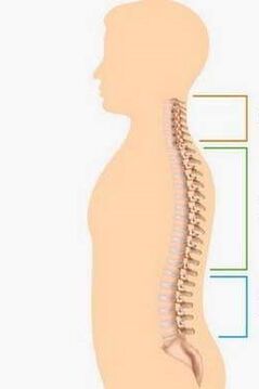 defeat by osteochondrosis of different parts of the spine